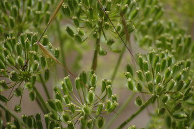 Close-up of green leaves