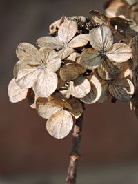 Close-up of flowers