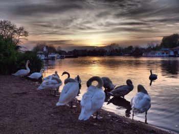 Swans and ducks swimming in lake against sky during sunset