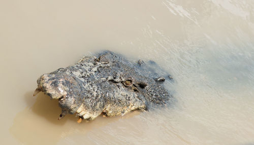 High angle view of crab in sea