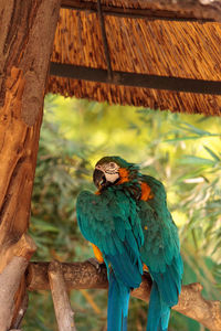 Close-up of gold and blue macaw perching on wood