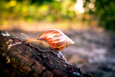 Close-up of snail on tree trunk