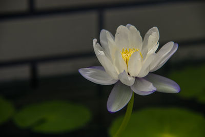 Close-up of white flowering plant