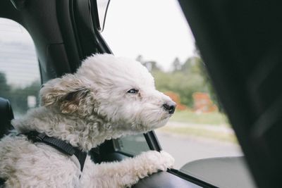 Close-up of dog in car