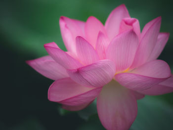 Close-up of pink flowers