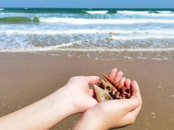 Cropped hand of woman holding seashell at beach