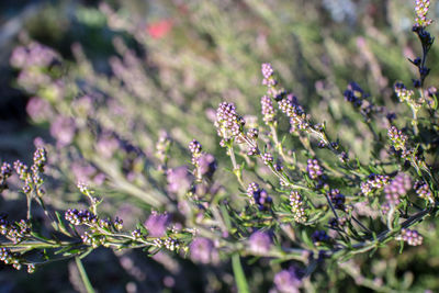 Close-up of purple flowering plants