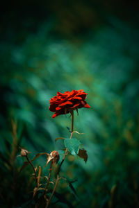 nature