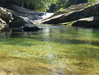 Scenic view of river flowing through forest