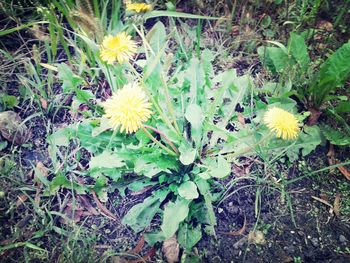 Close-up of yellow flowers blooming in field