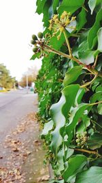 Close-up of fresh green plant