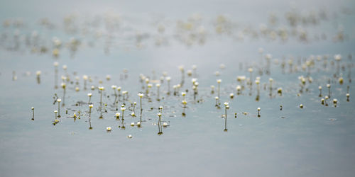 Close-up of birds in the water