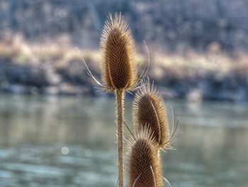 Close-up of dried thistle against blurred background