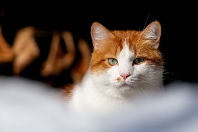 Close-up portrait of an orange cat