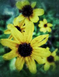 Close-up of yellow flower