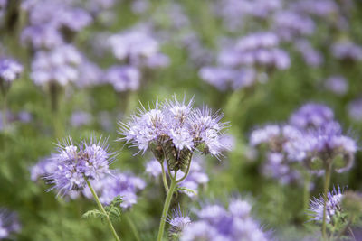 Close-up of purple flowering plant on field