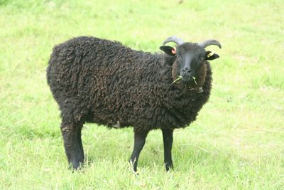 Black sheep grazing on grassy field