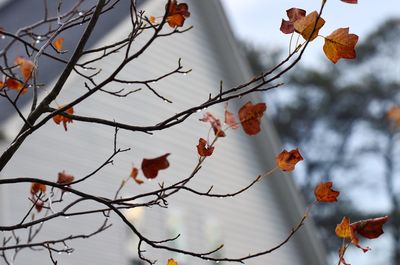 Low angle view of flowering plants on tree during autumn