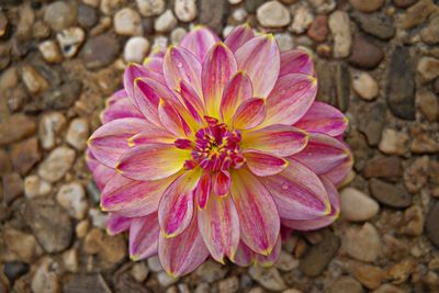 Close-up of pink flower