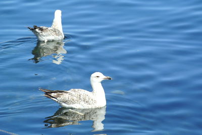 Close-up of swan swimming in lake