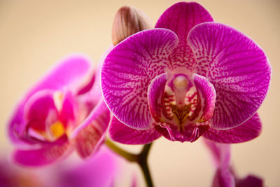 Close-up of orchids growing outdoors