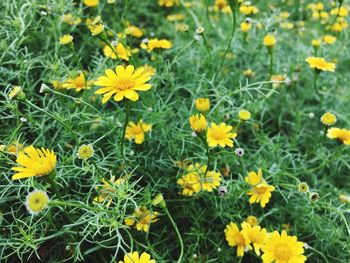 Close-up of yellow flowers blooming outdoors