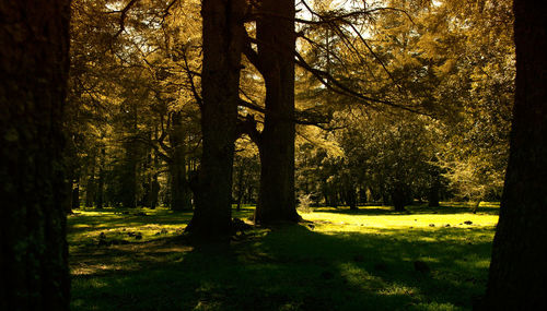 Trees in park during sunset