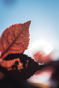 Low angle view of autumn leaves against sky