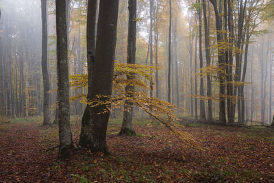 Trees in forest