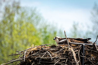 Bird perching on nest