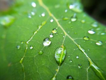 Close-up of water drops on leaf