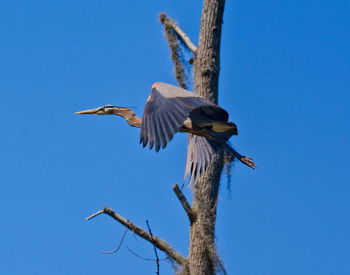 Low angle view of bird flying against blue sky