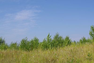 Plants growing on land against sky