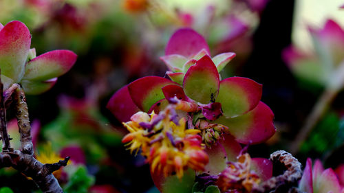 Close-up of pink flowering plant