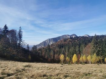 Trees on field against sky