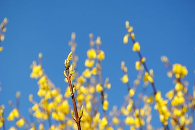 Low angle view of yellow flowering plants against blue sky