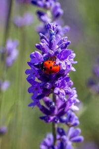 Close-up of insect on purple flower