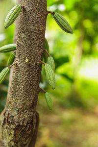 Close-up of lizard on tree trunk