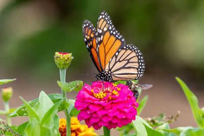 Closeup of a monarch butterfly pollinating a bright pink zinnia flower - michigan