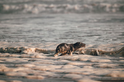 Close-up of sea