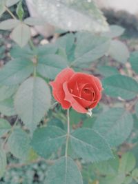 Close-up of red rose