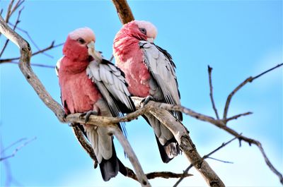 Low angle view of birds perching on tree