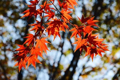 Low angle view of maple leaves on tree