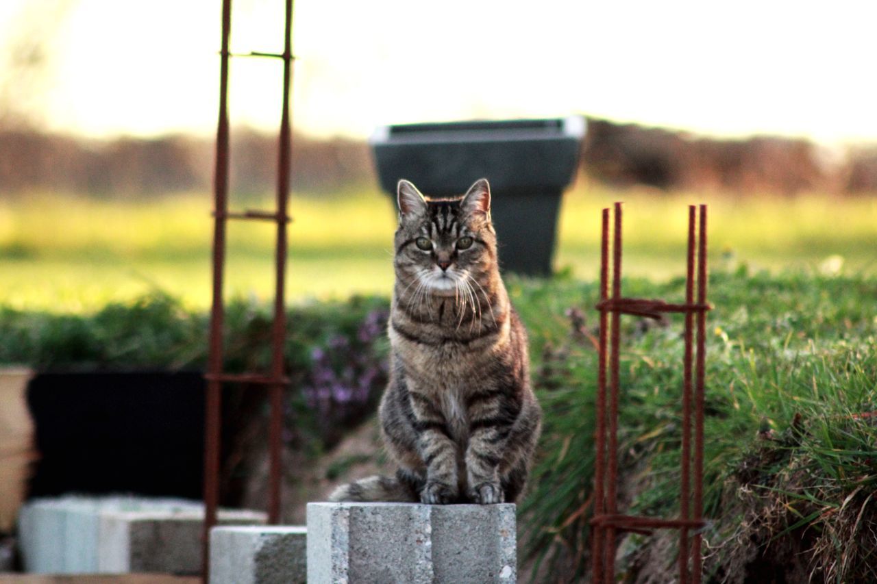 one animal, animal themes, domestic animals, mammal, pets, domestic cat, cat, feline, portrait, whisker, looking at camera, sitting, focus on foreground, grass, alertness, staring, front view, animal head, close-up