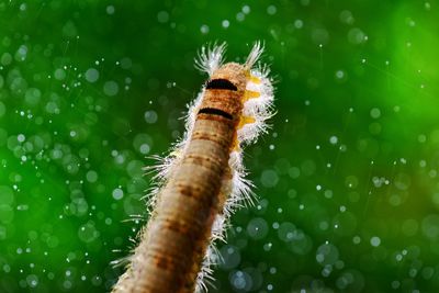 Close-up of insect