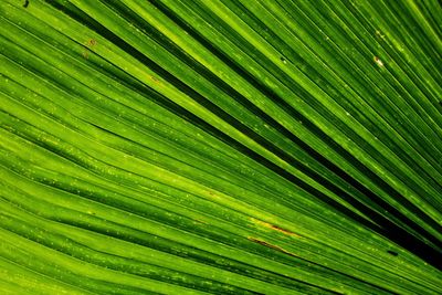 Full frame shot of palm leaves