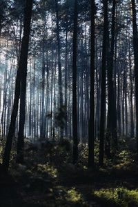 Trees in forest