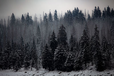 Pine trees in forest against sky during winter