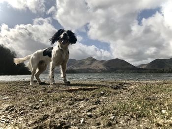 Dog standing on field against sky