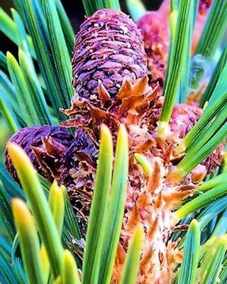 growth, plant, freshness, close-up, flower, leaf, green color, nature, beauty in nature, fragility, selective focus, stem, bud, day, focus on foreground, outdoors, no people, botany, animal themes, new life